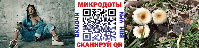 Псилоцибиновые грибы Psilocybe Спас-Клепики